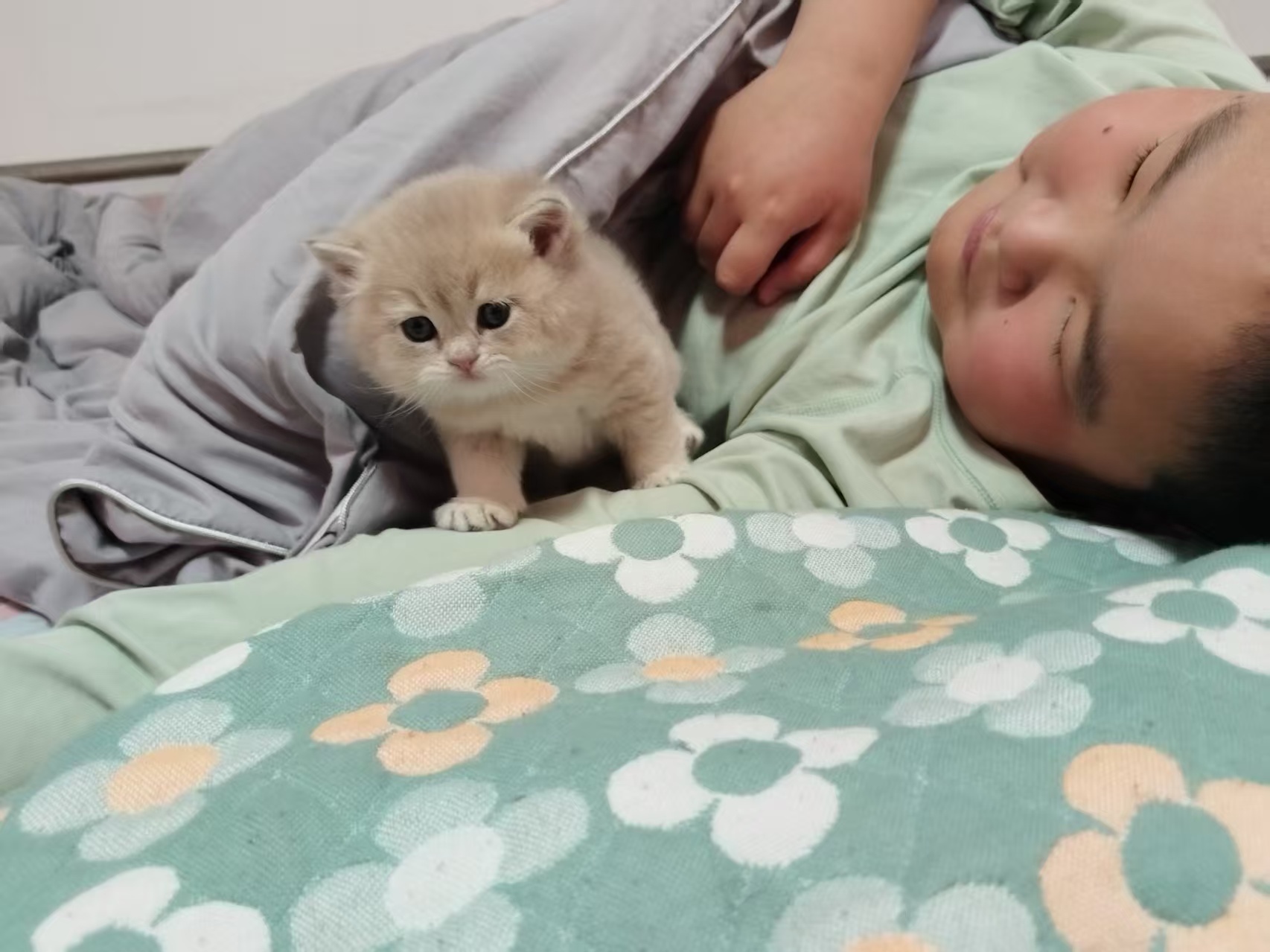 熊板蓝金焦糖妹妹